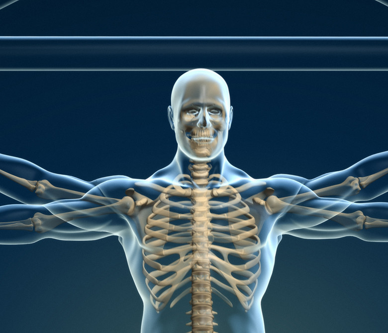 Body and skeleton in vitruvian man - this is a 3d render illustration