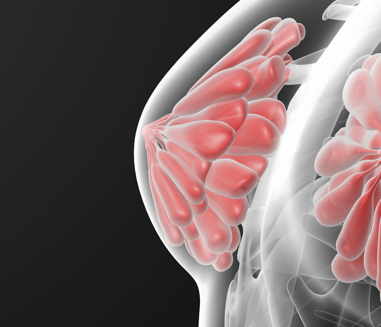 3d render female breast anatomy x-ray - close-up